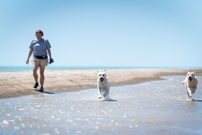 Two dogs run excitedly through the water at the beach on a bright sunny day. A woman walks alongside them on the sand