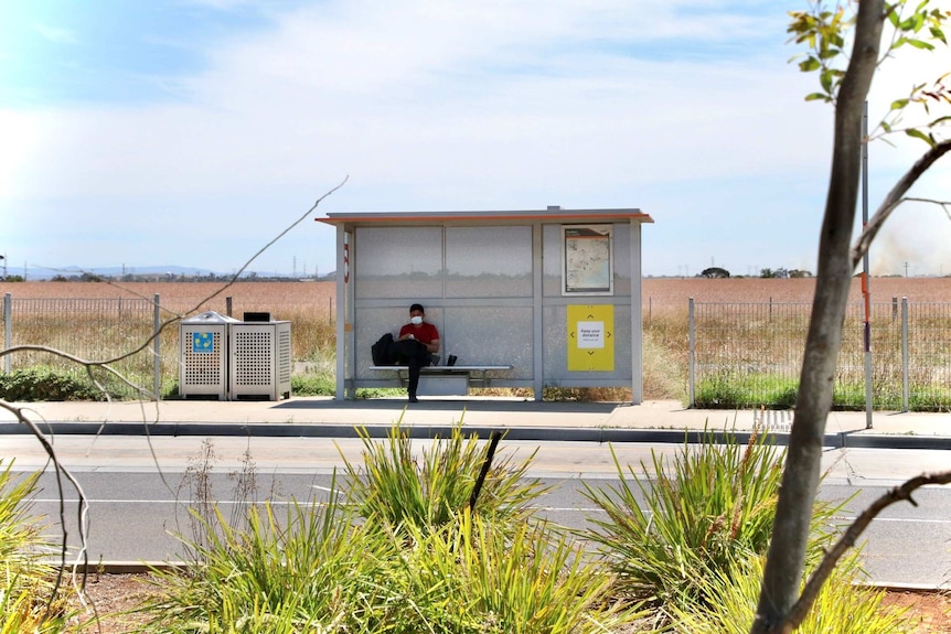 A masked person waits in an isolated-looking bus stop in front of what looks like a paddock of barley.