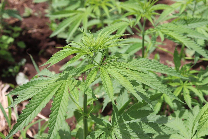 Close up of a hemp plant.