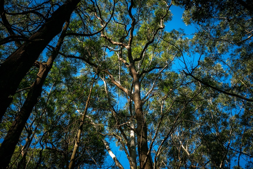 Blue Gum forest Sheldon Forest 2
