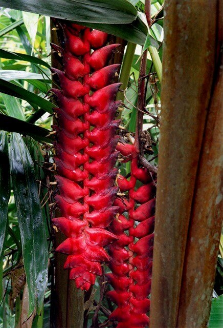Dangling red seed pods hang from a rainforest tree.