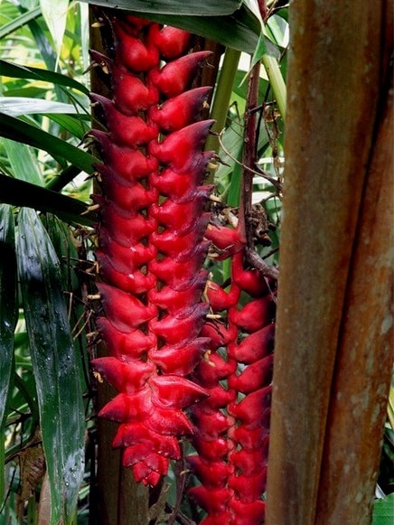 Dangling red seed pods hang from a rainforest tree.