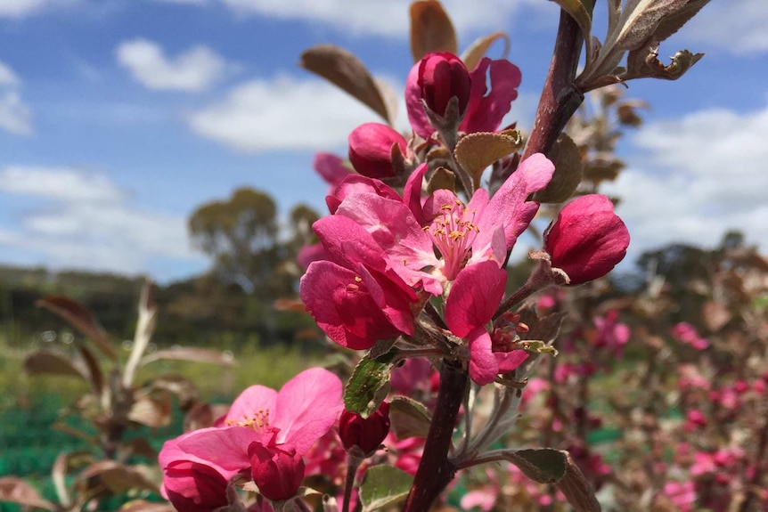 A branch with pink and green foliage up close and yellow centres