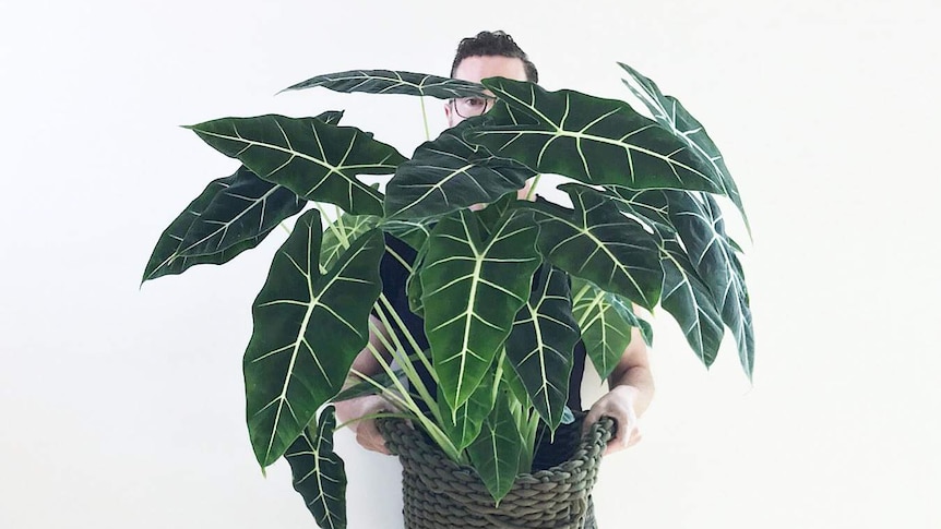 A man holds a tall indoor plant, in a story about DIY potting mixes you can make to help indoor plants thrive.