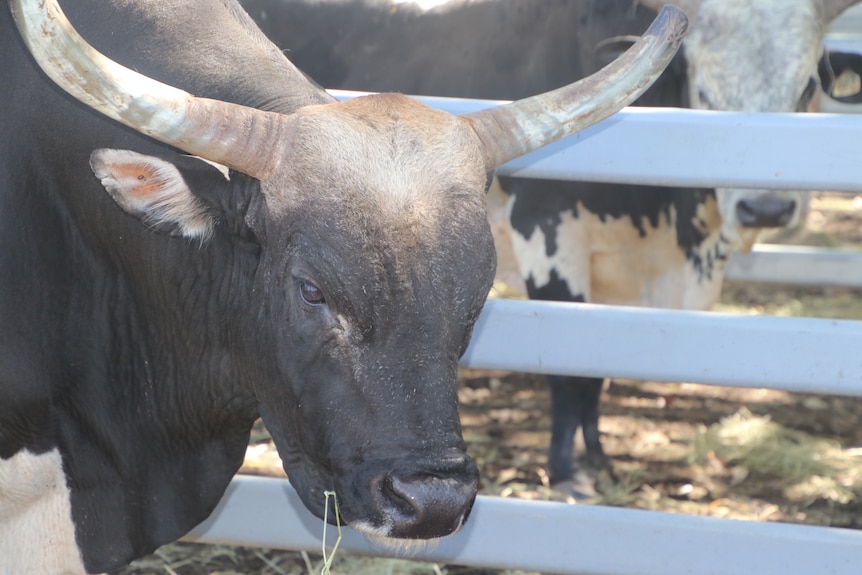 A long horn bull with a dark face looking at the camera 