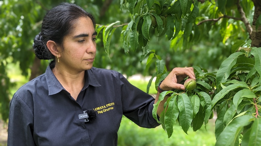 A woman, Raj Ghuman, touches a green young nectarine on a leafy tree in an orchard.