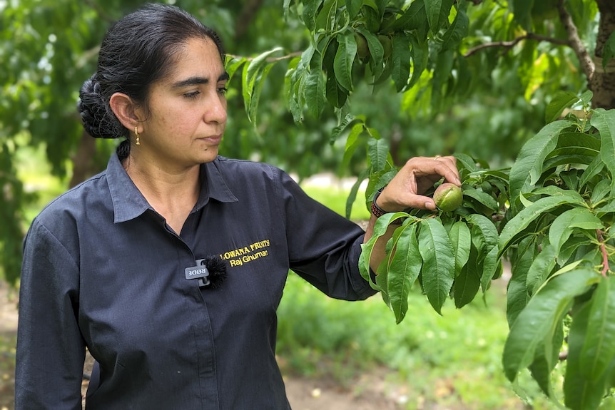 An Indian-Australian woman, Raj Ghuman, touches a green young nectarine on a leafy tree in an orchard.