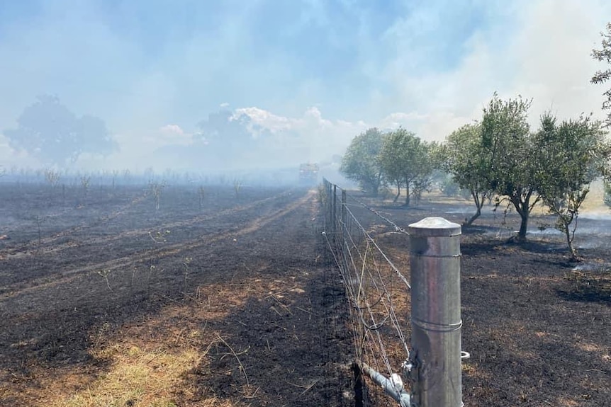A fence and tree scorched by fire in a blackened paddock