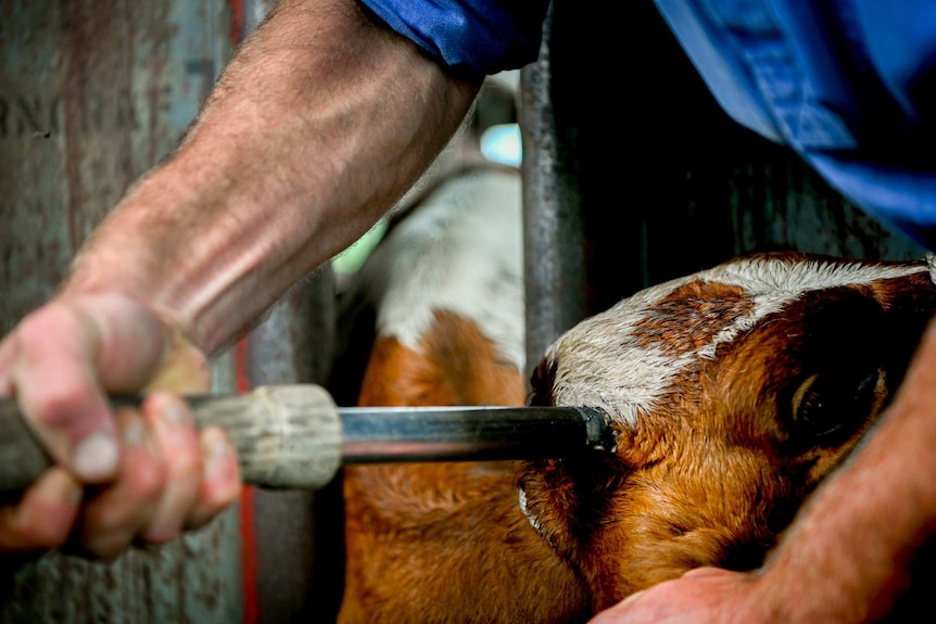 A man pressing the hot iron into the cow's head