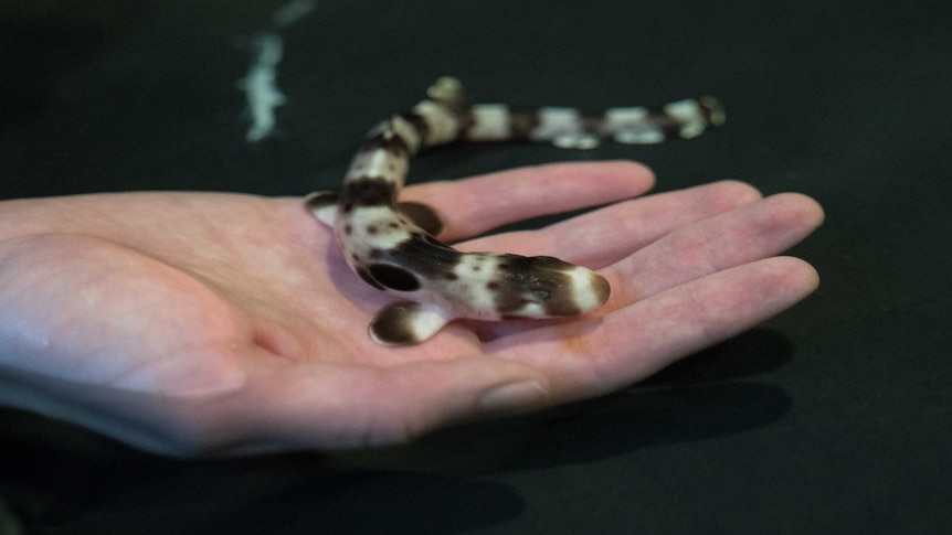 A hand holding a baby epaulette shark.