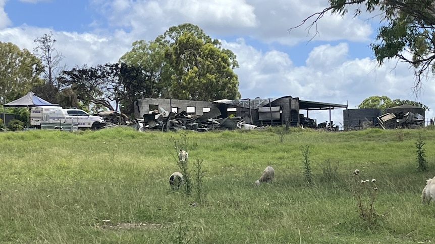 A paddock of sheep in the foreground with a burnt out shed in the background. 
