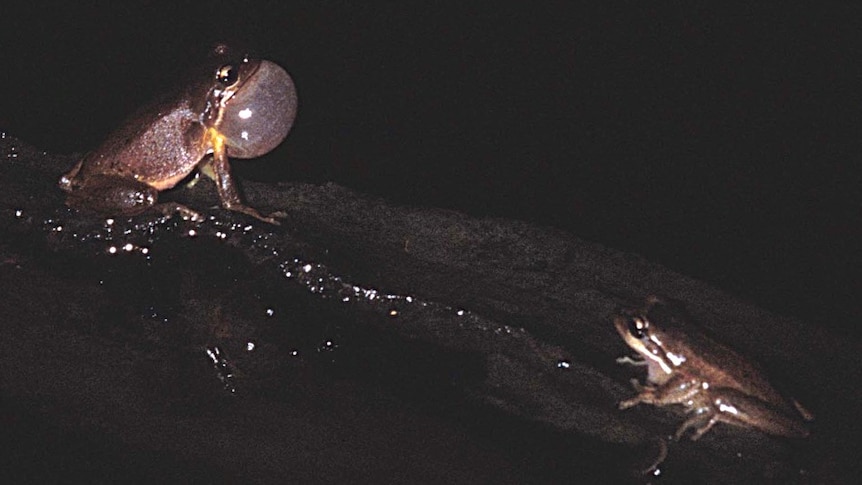 A male Victorian Smooth Froglet calls while a female approaches.