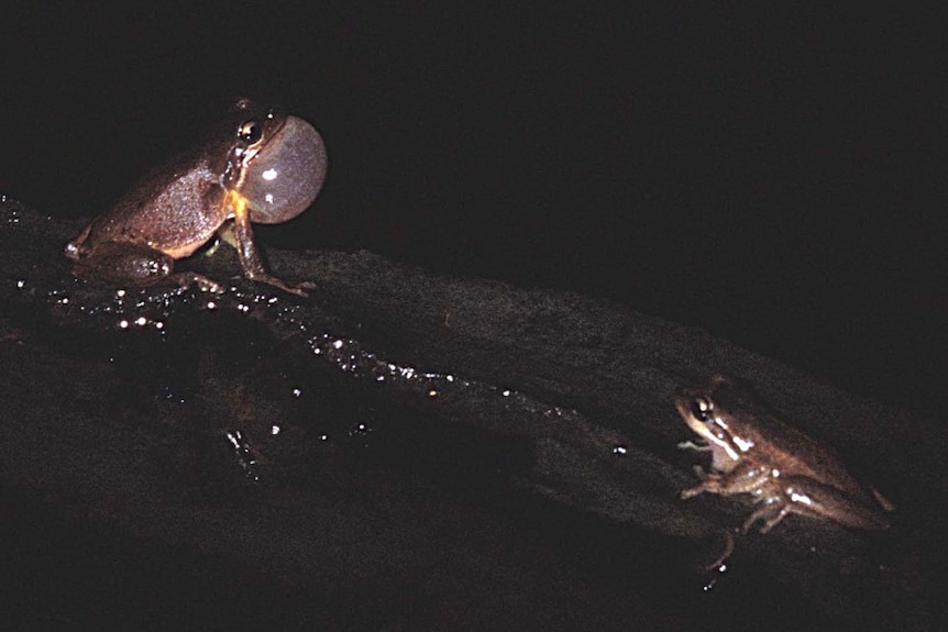 A male Victorian Smooth Froglet calls while a female approaches.