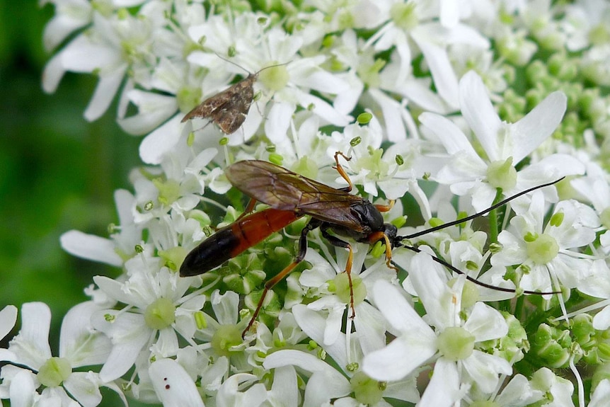 Ichneumon wasp