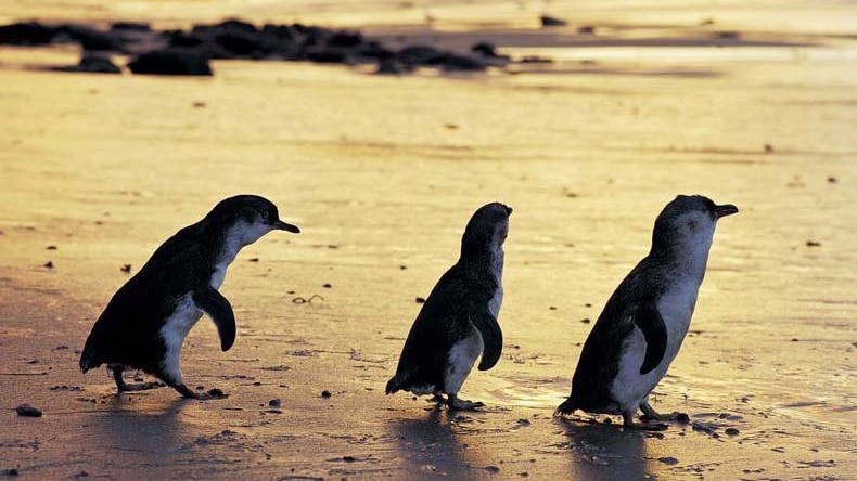 Little Penguins walk towards the sea in Tasmania.