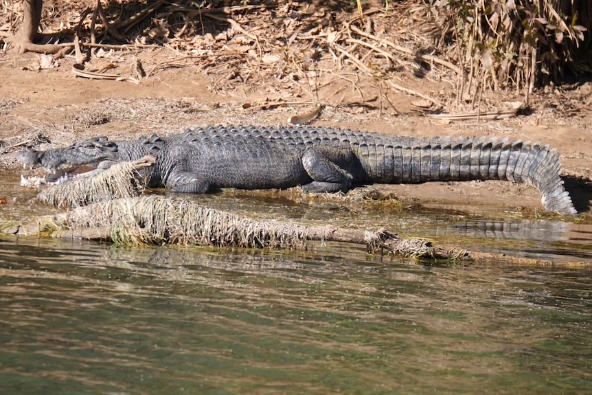 a crocodile lays on a river bank