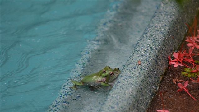 Tree frogs have special ways of dealing with Top End climate.