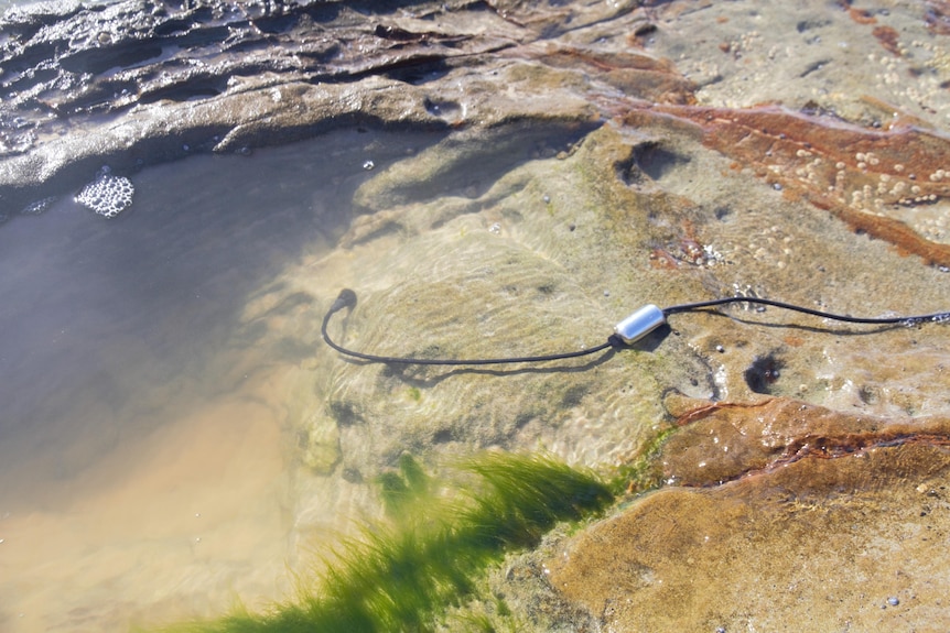 A microphone on a cord floats in a beach rock pool.