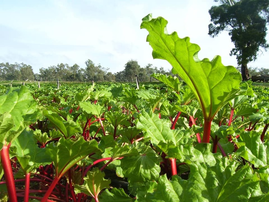 Rhubarb growing on a farm. 