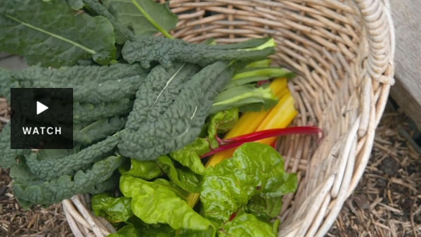 A basket filled with freshly harvested vegetables. Has Video.