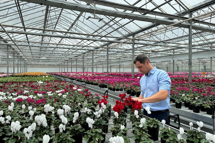 A man wearing a sky blue shirt with the sleeves rolled up inspects red flowers in a nursery.