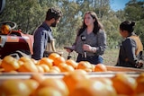 A young woman holding a microphone bearing the ABC logo interviews two people next to a large tub of oranges at an orchard.