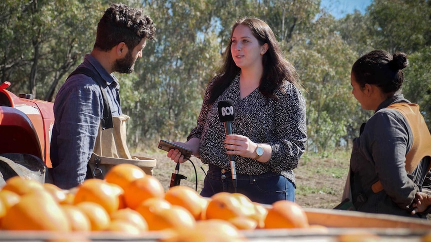 A young woman holding a microphone bearing the ABC logo interviews two people next to a large tub of oranges at an orchard.