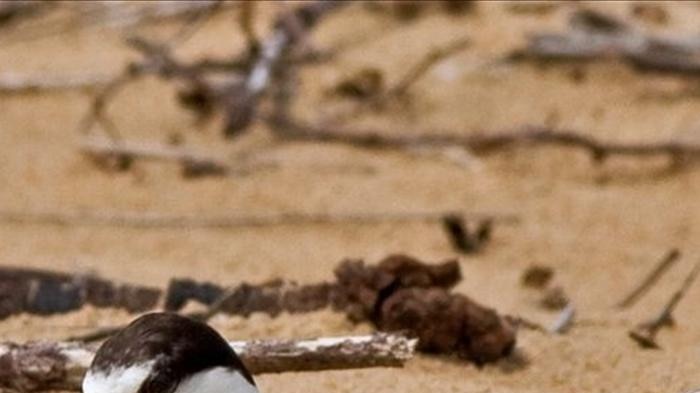 Nests of Little Terns have been damaged on the far south coast.