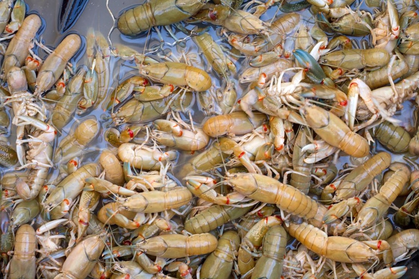 A trough full of live yabbies in Grass Patch.