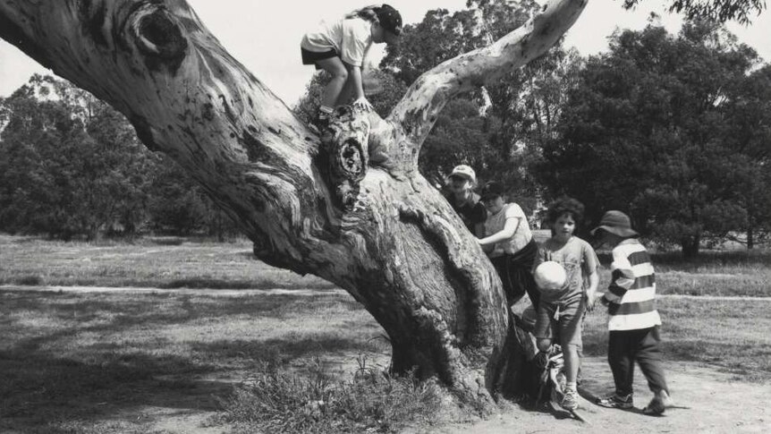Five children play around a scarred tree with broad limbs in a park.