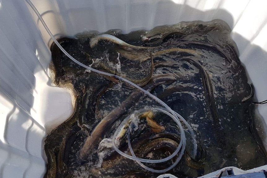 live eels in a white plastic tub with an oxygen hose cionnected
