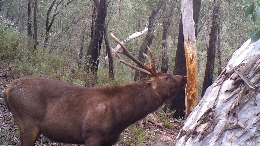 A stag deer rubs its nose against a tree in a forest