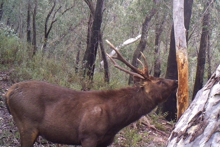 A stag deer rubs its nose against a tree in a forest