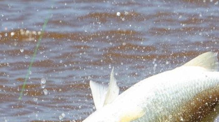 A barramundi throws the bait