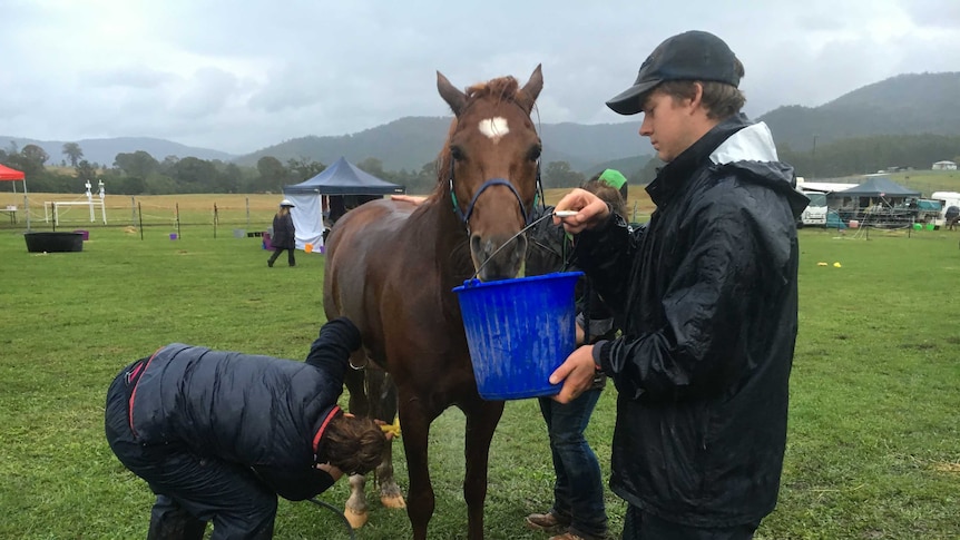 Winning horse, Cap Braveheart being washed down and offered water after completing 160 kilometres.