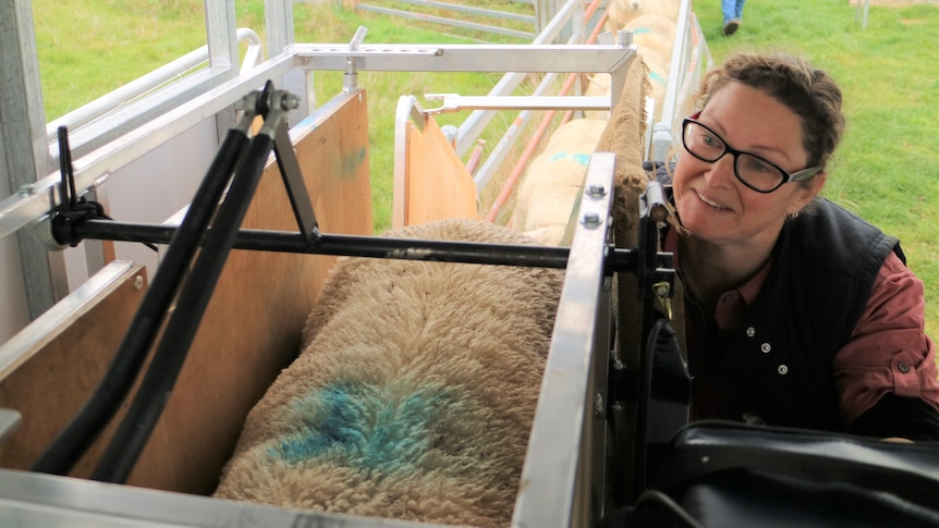 A woman sits in a chair next inside a trailer next to a sheep in a metal crate