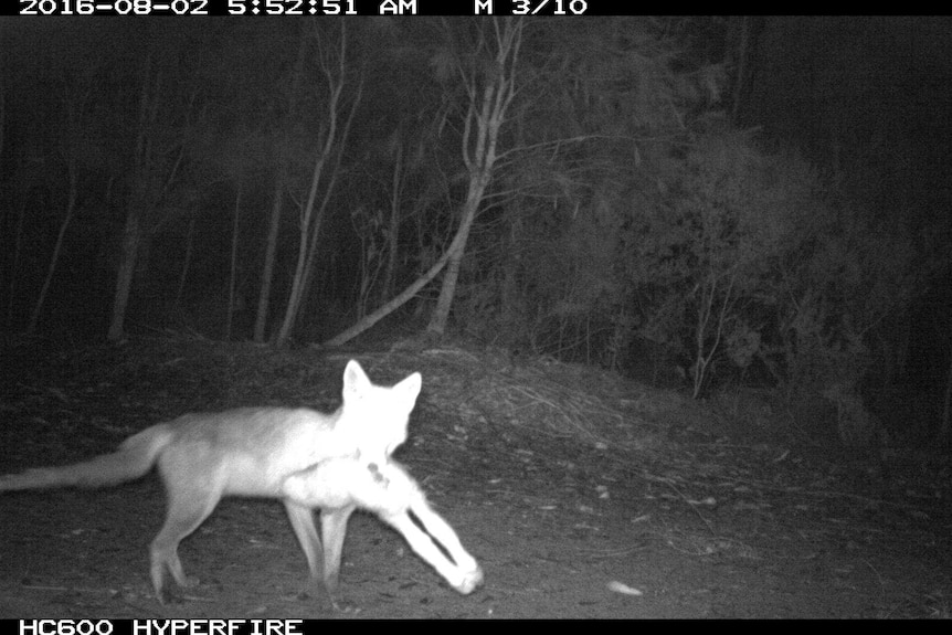 night time image of fox with lamb