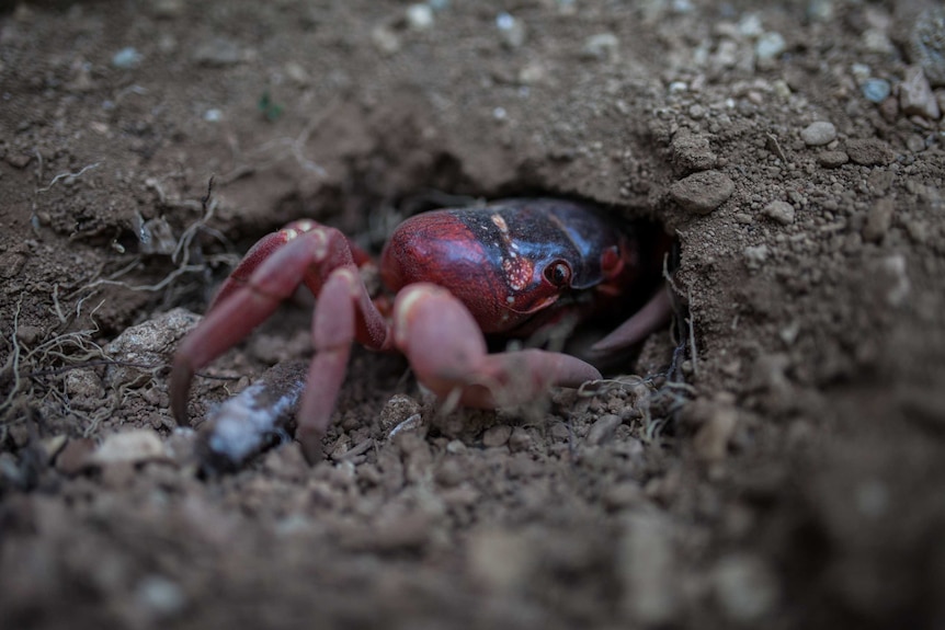 A red crab entering a mating burrow on Christmas Island.