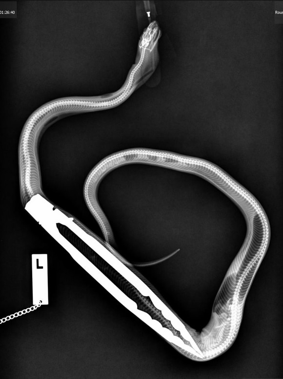 An x-ray shows the tongs wedged inside the python