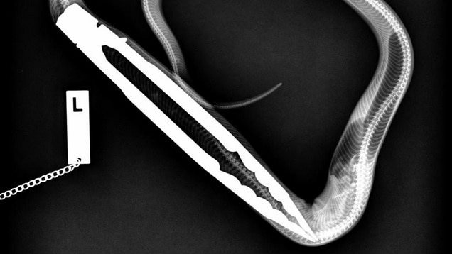 An x-ray shows the tongs wedged inside the python