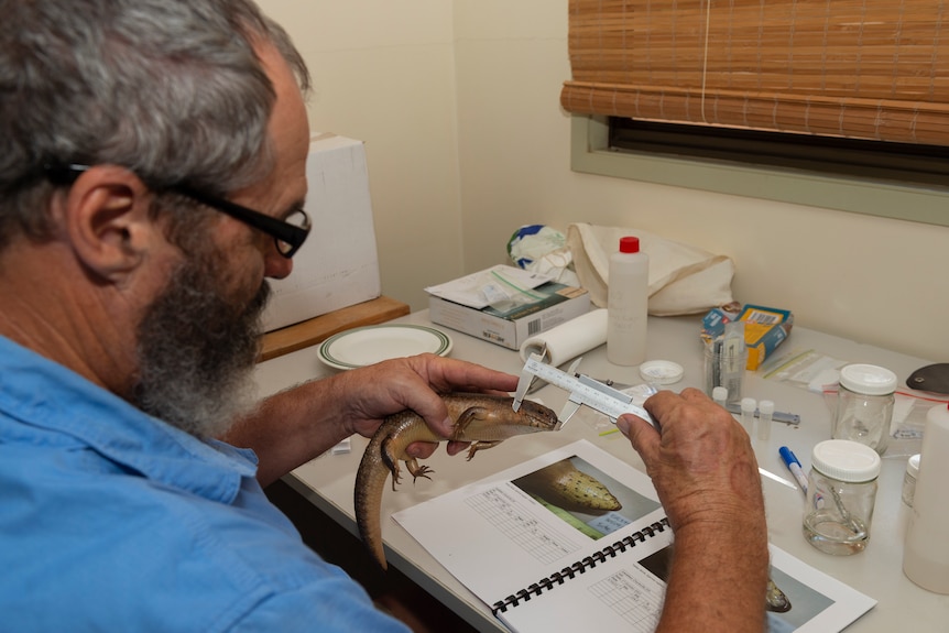 Mr Peck measures the snout length of a yakka lizard