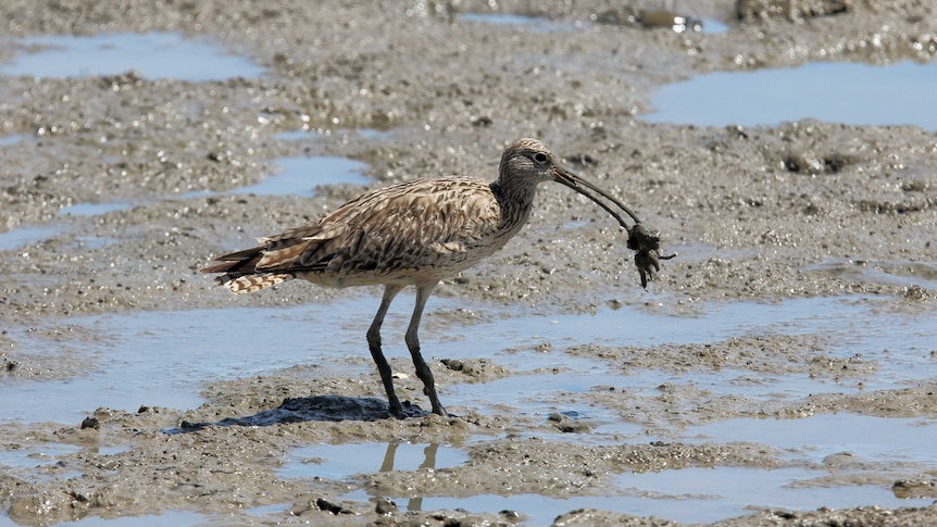 A far eastern curlew in its habitat near Darwin harbour