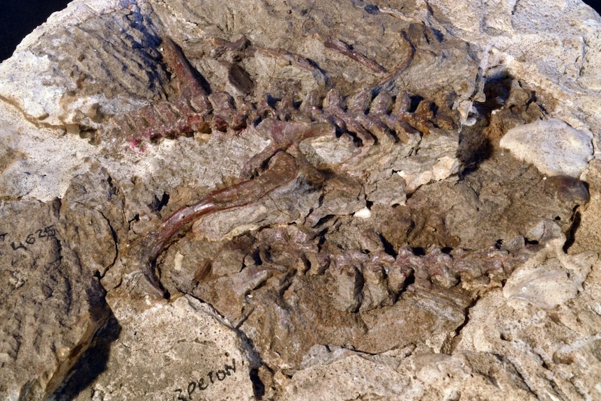 Brown bones embedded in a slightly lighter brown rock