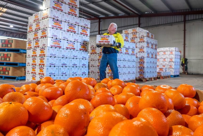 A man loads boxes in a fruit packing shed.