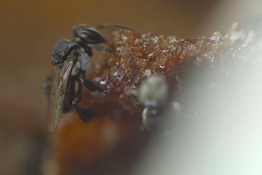 A native Australian bee is very different to its European cousins