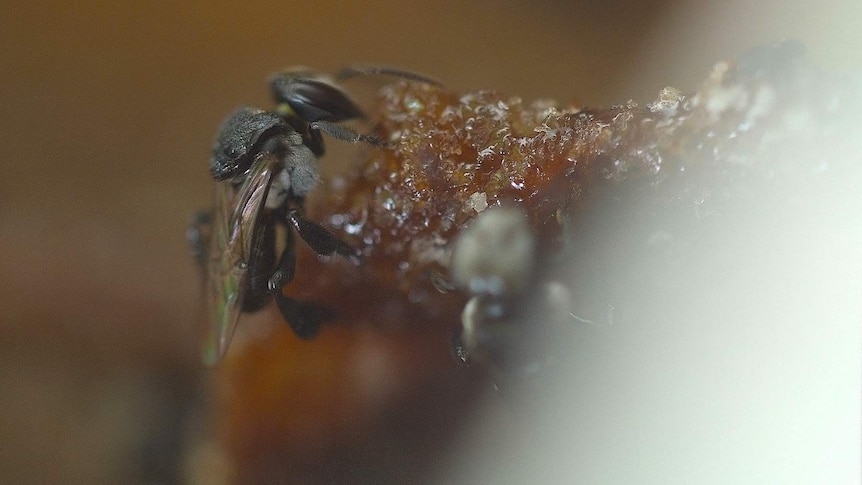 A native Australian bee is very different to its European cousins