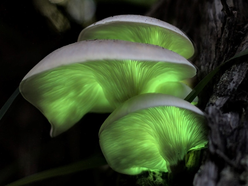 a glow in the dark cluster of mushrooms attached to a tree stump. They are glowing green in colour