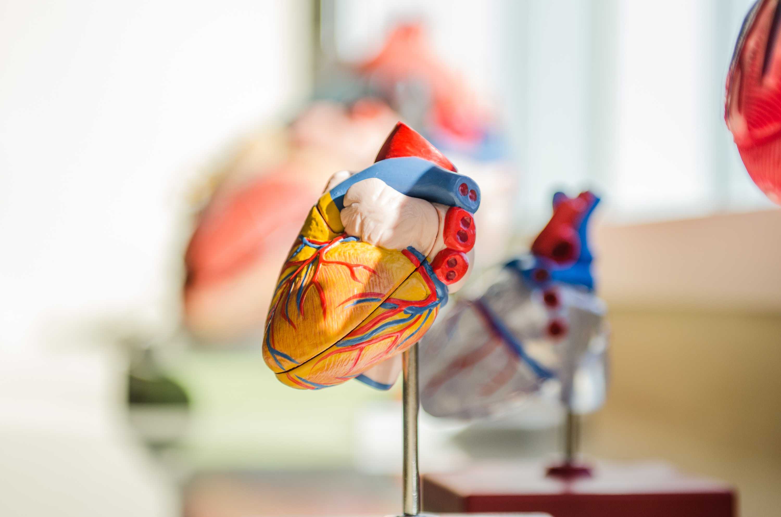 一个多彩的人类心脏模型。