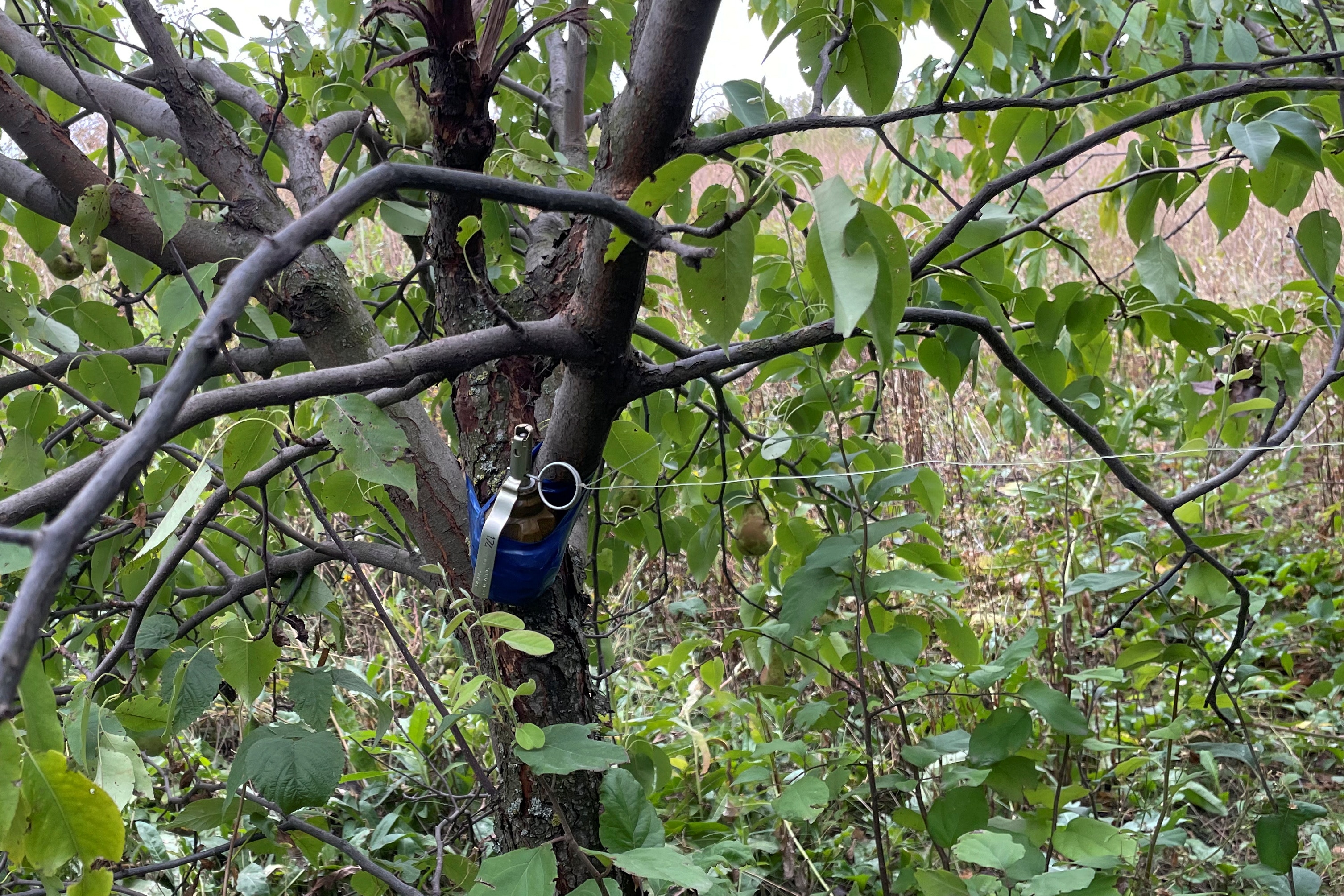 A grenade with trip wire attached to a tree. 