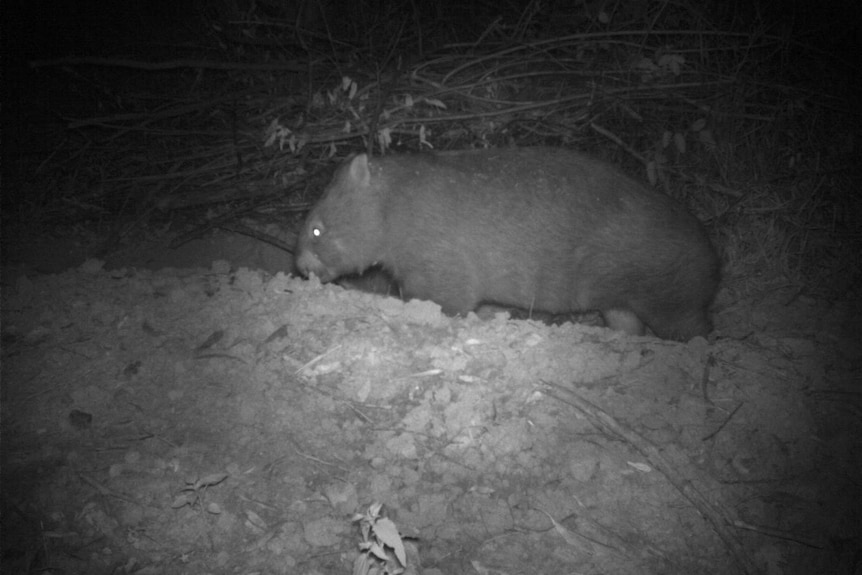 A wombat at a burrow at night time.